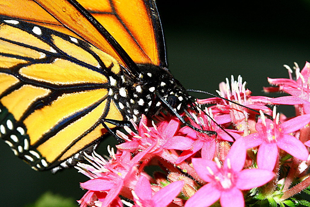 Prime macrofotografie